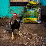 IMG_2940