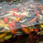 IMG_4481