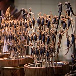 IMG_4581
