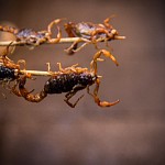 IMG_4583