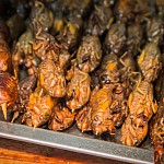 IMG_4598