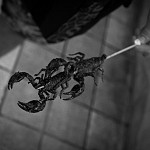 IMG_4607